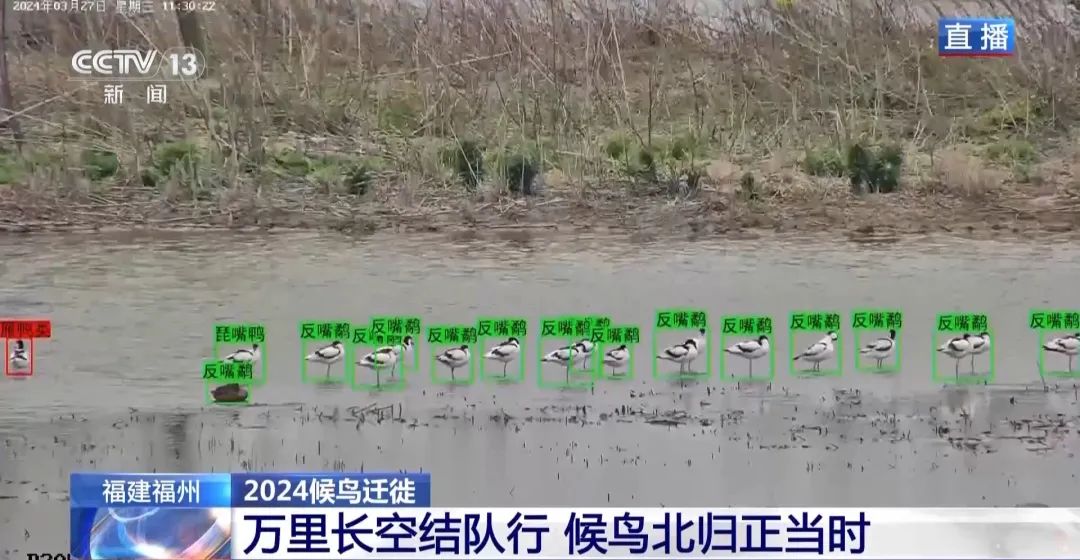 候鸟北归正其时 ；な刈吧“鸟脸识别”